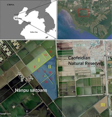 Artificial Wetlands as Breeding Habitats for Shorebirds: A Case Study on Pied Avocets in China’s Largest Saltpan Complex